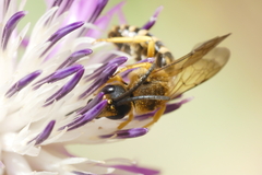 Halictus
