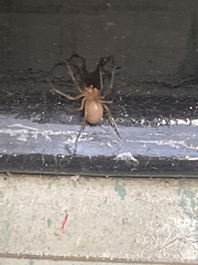 Araneae
