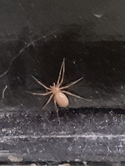 Araneae
