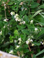 Araujia sericifera