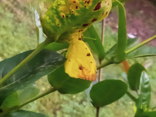 Autumnleaf Vagrant