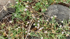Phyla cuneifolia
