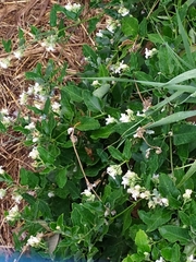 Araujia sericifera