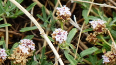 Phyla cuneifolia