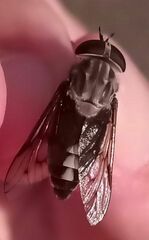 Tabanus trimaculatus