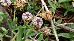 Phyla cuneifolia