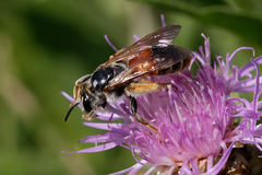 Andrena hattorfiana
