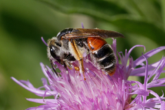 Andrena hattorfiana