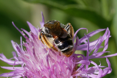 Andrena hattorfiana