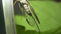 Dichrostigma flavipes