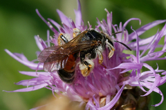 Andrena hattorfiana