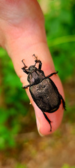 Osmoderma scabra