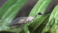 Dichrostigma flavipes