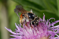 Andrena hattorfiana