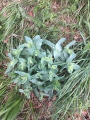 Cerinthe minor