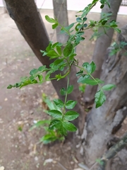 Bursera fagaroides