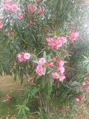 Nerium oleander