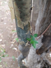 Bursera fagaroides