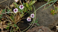 Phyla cuneifolia