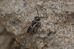 Halictidae