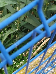 Araujia sericifera