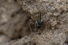 Halictidae