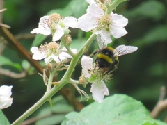 Bombus