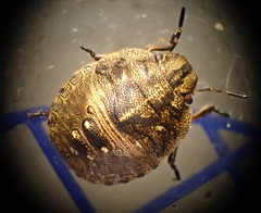 Eurygaster testudinaria