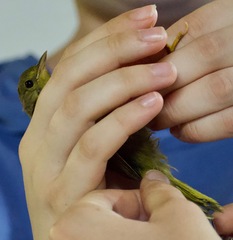 Geothlypis semiflava