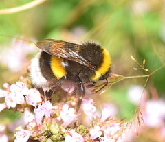 Bombus terrestris dalmatinus