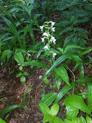 Platanthera densa