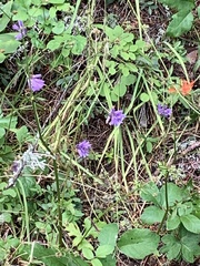 Dichelostemma congestum