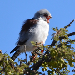 Polihierax semitorquatus