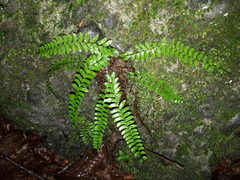 Polystichum craspedosorum