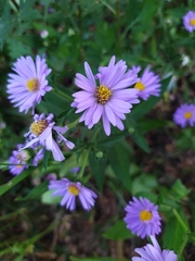 Symphyotrichum