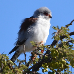 Polihierax semitorquatus