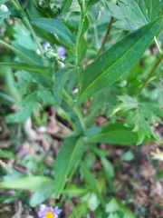 Symphyotrichum