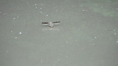 Callopistromyia strigula