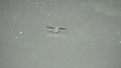 Callopistromyia strigula