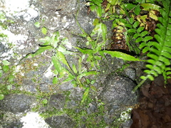 Asplenium ruprechtii