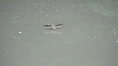 Callopistromyia strigula