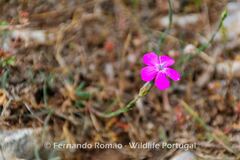Dianthus cintranus barbatus