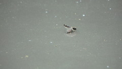 Callopistromyia strigula