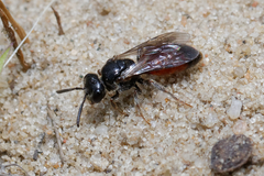 Sphecodes
