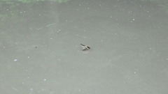 Callopistromyia strigula