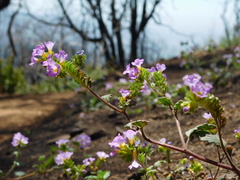 Phacelia suaveolens