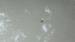 Callopistromyia strigula