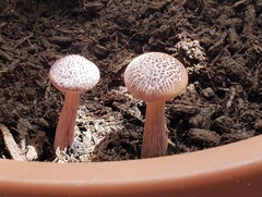 Gymnopilus luteofolius