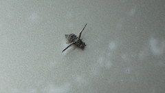 Callopistromyia strigula