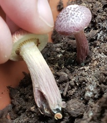 Gymnopilus luteofolius